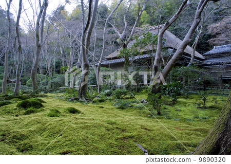 The garden of Gioji 9890320