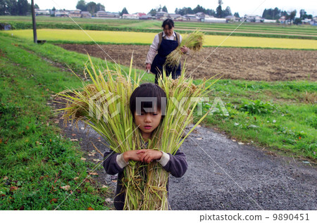 Harvest scenery (scene carrying rice bundle) 9890451