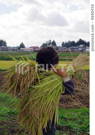 Harvest scenery (scene carrying rice bundle) 9890459