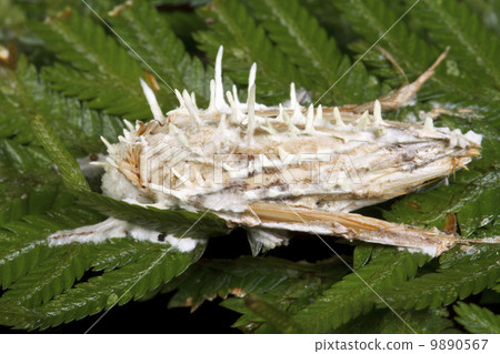 Cordyceps fungus infecting a moth in the rainforest understory, Ecuador Cordyceps fungus infecting a moth in the rainforest understory, Ecuador 9890567
