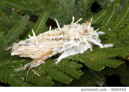 Cordyceps fungus infecting a moth in the rainforest understory, Ecuador 9890568