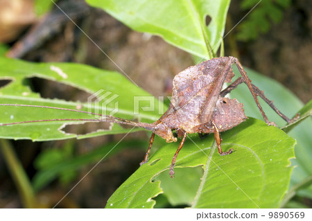 Leaf mimic katydid in the rainforest understory, Ecuador 9890569