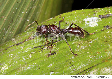 Bullet or Conga Ant (Paraponera Clavata) in the rainforest understory, Ecuador 9890572