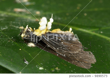 Cordyceps fungus infecting a moth in the rainforest understory, Ecuador 9890573