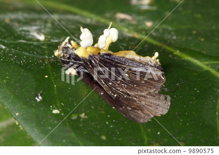 Cordyceps fungus infecting a moth in the rainforest understory, Ecuador Cordyceps fungus infecting a moth in the rainforest understory, Ecuador 9890575