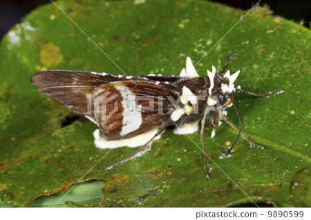 Cordyceps fungus infecting a moth in the rainforest understory, Ecuador 9890599