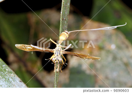 Cordyceps fungus infecting a wasp in the rainforest understory, Ecuador 9890603