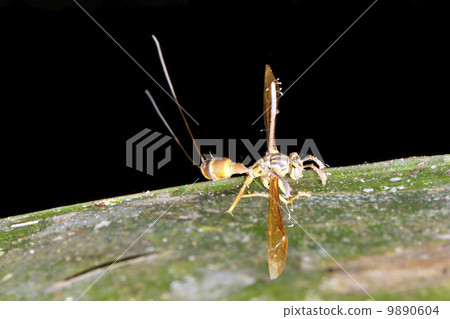 Cordyceps fungus infecting a wasp in the rainforest understory, Ecuador 9890604