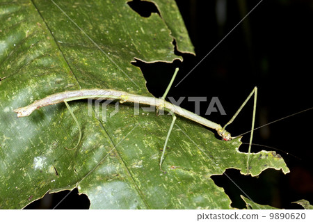 Green stick insect eating a leaf in the rainforest understory, Ecuador Green stick insect eating a leaf in the rainforest understory, Ecuador 9890620