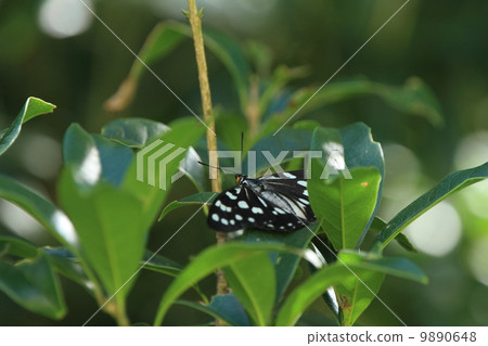 Living beings Insects Resting in the leaves of the tabnocks Gomadara geisha Living beings Insects Resting in the leaves of the tabnocks Gomadara geisha 9890648