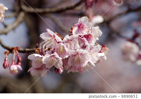 Kanzakura 9890651