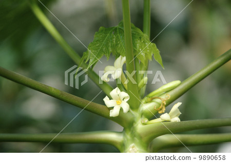 木瓜的花 木瓜的花 9890658