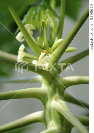 木瓜的花 木瓜的花 9890659