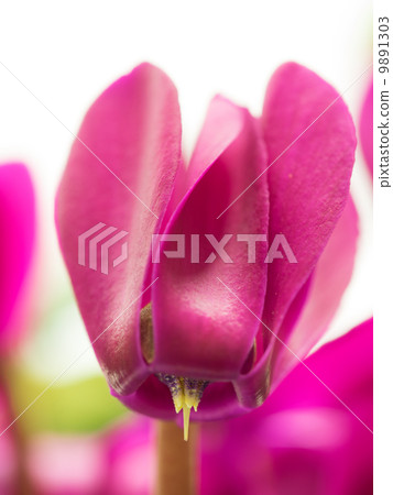 紅色仙客來仙客來 9891303