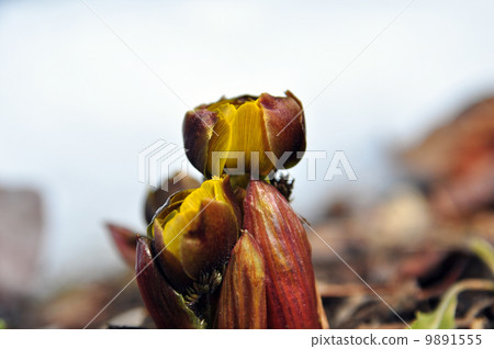 Bud of Fukuge 9891555