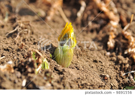 Bud of Fukuge Bud of Fukuge 9891556