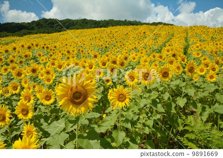 Sunflower hill Sunflower hill 9891669