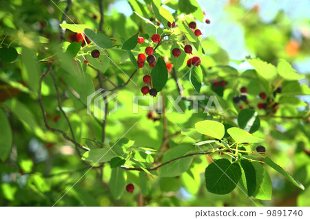 Red fruit of a small safflowbok Red fruit of a small safflowbok 9891740