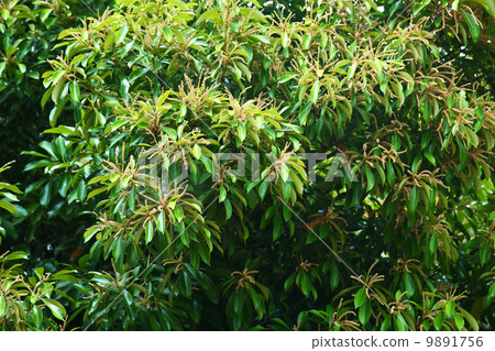 stock photo: maternity flowers