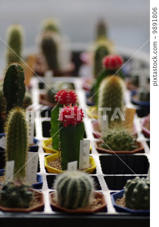 Mini cactus 9891806