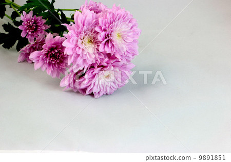 菊花 菊花 9891851