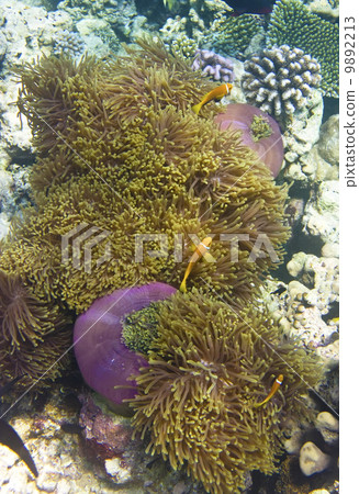 Indian ocean. .Fishes in corals. Indian ocean. .Fishes in corals. 9892213