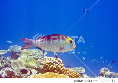 Indian ocean. .Fishes in corals. Indian ocean. .Fishes in corals. 9892214