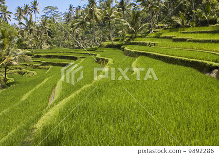 Kind on rice terraces, Bali, Indonesia.. Kind on rice terraces, Bali, Indonesia.. 9892286
