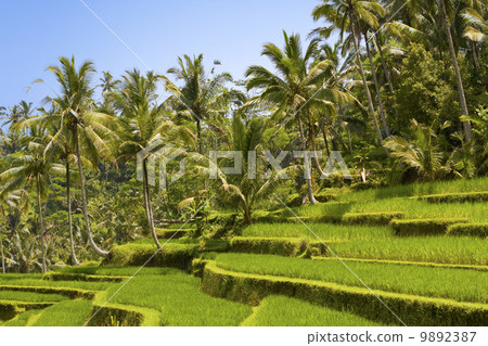 Kind on rice terraces, Bali, Indonesia 9892387