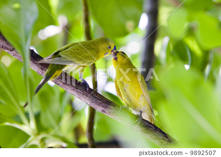 Budgerigars are kissed on branch.. Budgerigars are kissed on branch.. 9892507