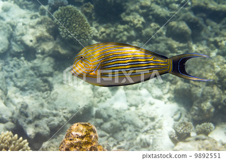 Indian ocean. .Fishes in  corals. 9892551