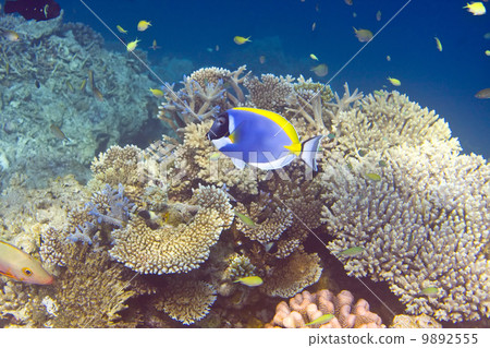 Indian ocean. .Fishes in corals. Indian ocean. .Fishes in corals. 9892555