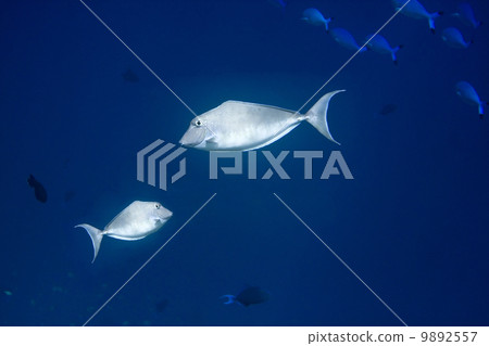 Indian ocean. .Fishes . 9892557