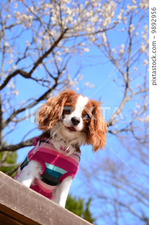 The plum blossoms have bloomed ♪ 9892956