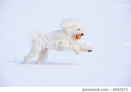 I took it ♪ 9892971