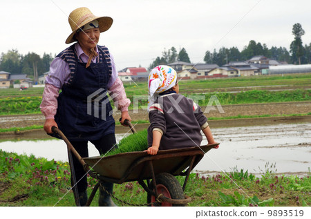 一個托兒所（栽培的幼苗）和一個帶獨輪車的孫子的祖母 9893519