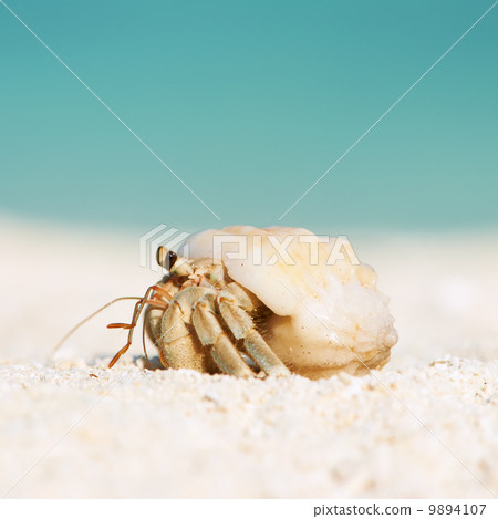 Hermit crab at beach 9894107