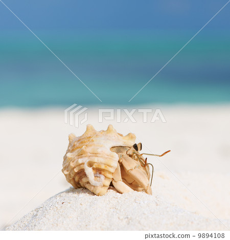 Hermit crab at beach 9894108