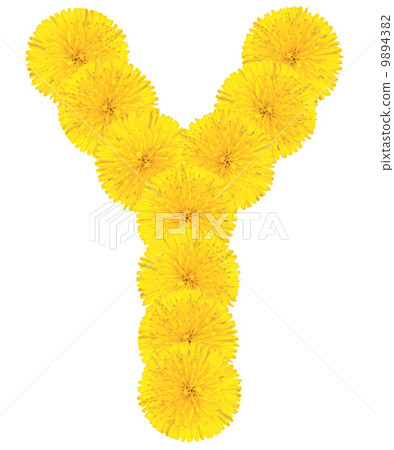Letter Y made from dandelions Letter Y made from dandelions 9894382