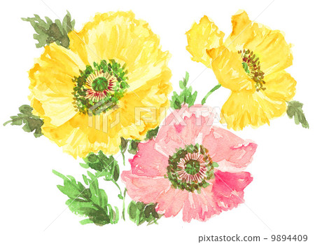 水彩畫 罌粟花 花朵 9894409