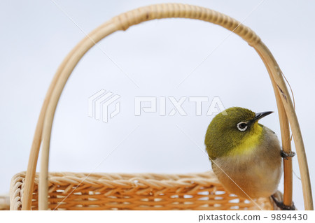 白眼 白眼 9894430