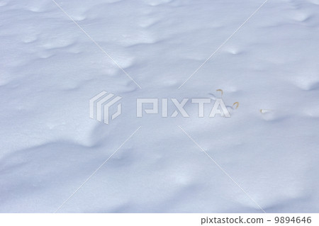 Snow scene Snow scene 9894646