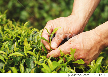 茶採摘圖像素材 9894711