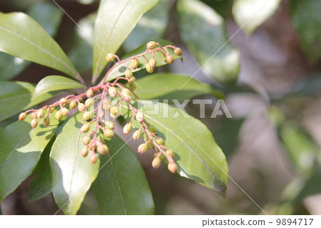 阿塞比的芽 阿塞比的芽 9894717