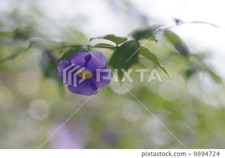 Tsunbergia · Fogeliana Tsunbergia · Fogeliana 9894724