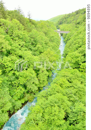 Biei river and primeval forest 9894895