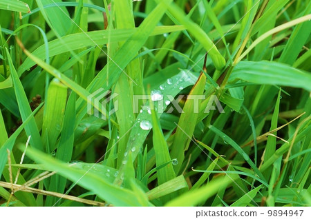 背景材料·草地上的晨露·水平位置 背景材料·草地上的晨露·水平位置 9894947