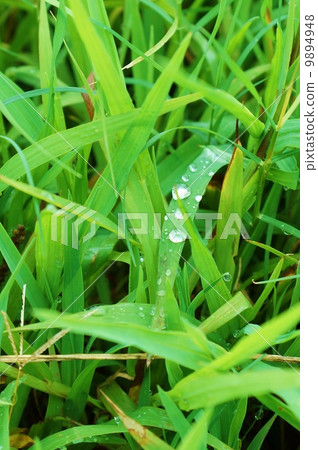 背景材料·草地上的晨露·垂直位置 背景材料·草地上的晨露·垂直位置 9894948
