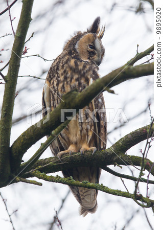Long Eared Owl (Asio otus) Long Eared Owl (Asio otus) 9895020