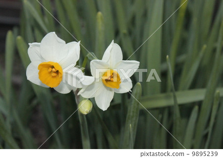 Narcissus Narcissus 9895239